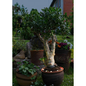 Ландшафтные светодиодные светильники SPINETOLI 2 900117